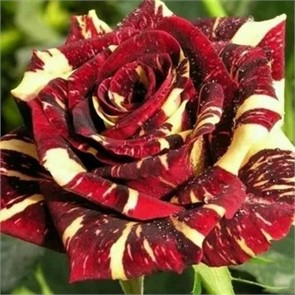 Роза Фокус чайно-гибридная