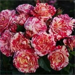 Роза Абракадабра спрей