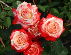 Роза Императрица Фарах/Imperatrice Farah чайно-гибридная