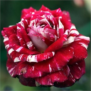 Роза флорибунда Хулио Иглесиас Садовита