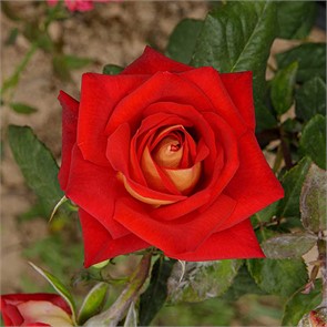 Роза флорибунда Шанти Садовита