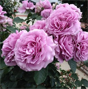 РОЗА ФЛОРИБУНДА ЛАВ СОНГ САДОВИТА