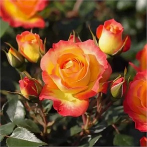 РОЗА ТАЙФУН СПРЕЙ