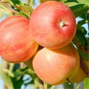Яблоня Уральское розовое