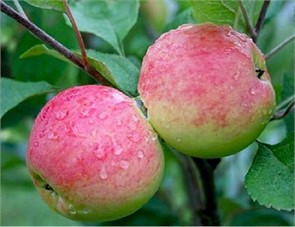 Яблоня Грушовка Московская (Л) 80-120гр