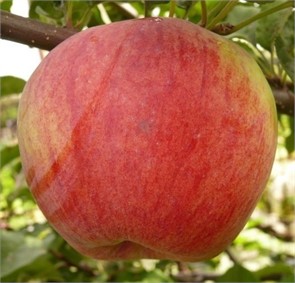 Яблоня Башкирская красавица (З) 90-140гр