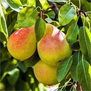 Груша Сокровище (З) 200-300гр