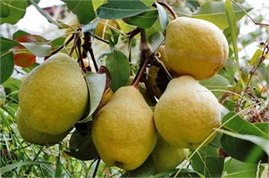 Груша Мария (О) 180г