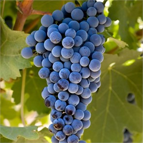 Виноград Каберне Совиньон