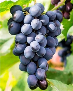 Виноград Саперави