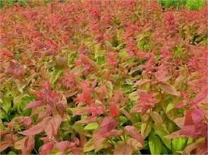 Спирея Макрофила
