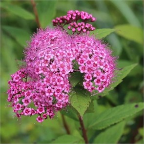 Спирея Битулина