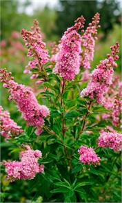 Спирея Дугласа