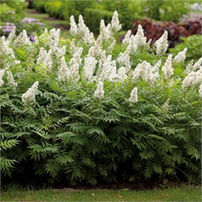 Спирея Рябинолистная