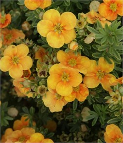 Курильский чай(Лапчатка) Манго Танго