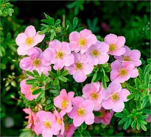 Курильский чай(Лапчатка) Лавли Пинк