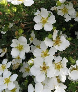 Курильский чай(Лапчатка) Маунт Эверест