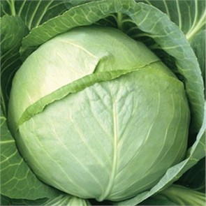 Капуста б/к СБ-3 F1 0,3гр ГШ