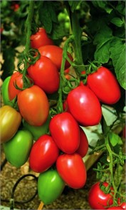 Томат Фитоус Аэлита