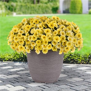 Петхоа Калиберст F1 Еллоу 4шт РА/Садовита