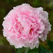 Пион Сара Бернар молочноцв. 1шт