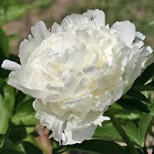 Пион Айвори Виктори 2-3 1шт /Paeonia Ivory Victory