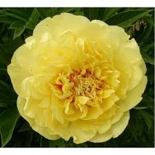 Пион Бартзела ИТО-гибрид корень 2/3 почки