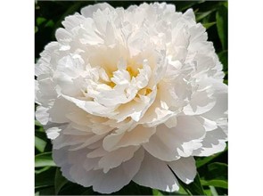 Пион Стивенс Чойс 1шт 2/3 /Paeonia Stevens Choicе