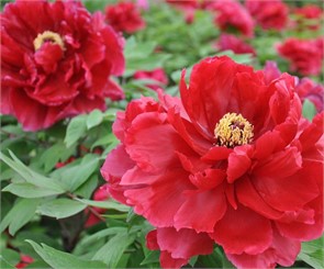 Пион древовидный Солнечный свет 1шт/Paeonia Tai yang (Тай Янь) Japanese