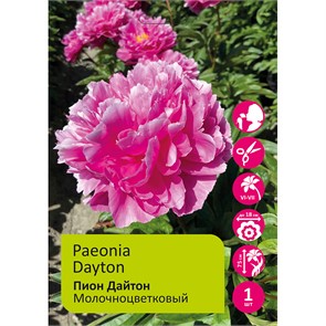Пион Дайтон 1шт 2/3 /Paeonia Dayton