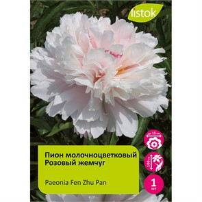 {{productViewItem.photos[photoViewList.activeNavIndex].Alt || productViewItem.photos[photoViewList.activeNavIndex].Description || 'Пион молочноцветковый Розовый жемчуг 1шт/Paeonia Fen Zhu Pan	'}}