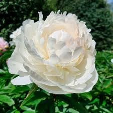 Пион Элиза Сасс 1шт 2/3 / Paeonia Elsa Sass
