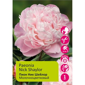 Пион Ник Шейлор 1шт