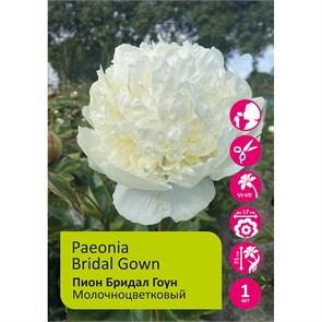 Пион Бридал Гоун 1шт 2/3 /Paeonia Bridal Gown
