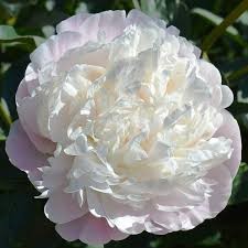 Пион Мари Е.Николлс 1шт