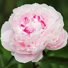 {{productViewItem.photos[photoViewList.activeNavIndex].Alt || productViewItem.photos[photoViewList.activeNavIndex].Description || 'Пион молочноцветковый Весенний снег 1шт/Paeonia Fen Chi Jin Yu'}}