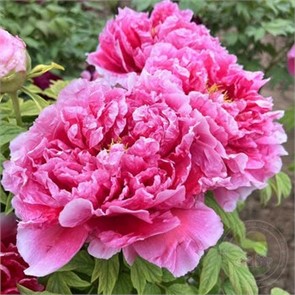 Пион древовидный Бессмертный персик 1шт/Paeonia Xian tao (Сянь Тао)