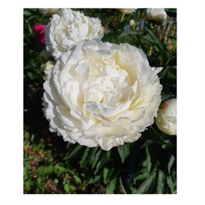 Пион Анн Коусинс 1шт 2/3/Paeonia Ann Cousins