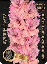 Гладиолус Адель (И-12-48-А) 371,Фотин 2 р-р 7шт (Ф)