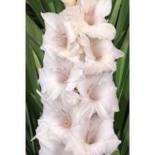 Гладиолус Альбинос 500,Фотин Экстра 7шт (Ф)