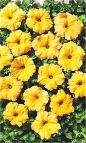 Петуния Лавина F1 Желтая звезда 7др ампельная Cerny/Садовита