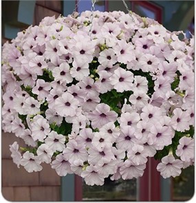 Петуния Изи Вэйв F1 Сильвер 5др ампельная PanAmerican/Садовита