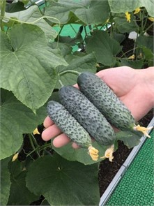 Огурец Бьерн F1 5 шт ЕвроСем