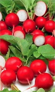 Редис Ультраскороспелый 2гр Ур. дачник