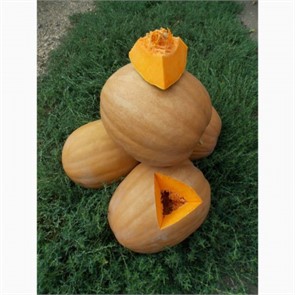 Тыква Дружелюбная 7шт СС