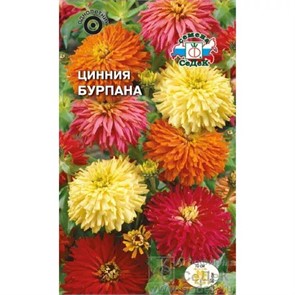 Цинния Бурпана хризантемов. 0,5гр Седек