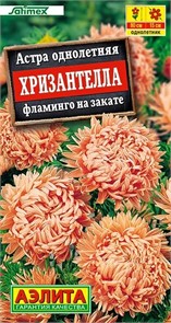 Астра Хризантелла фламинго на закате 15шт Аэлита