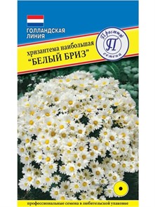 Хризантема Белый Бриз 10шт Престиж