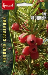 Тис Ягодный 10шт ЧК