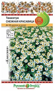 Танасетум Снежная красавица НК